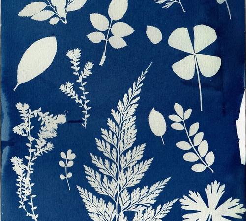 Les ateliers de l’été : Créations solaires : atelier cyanotype en famille