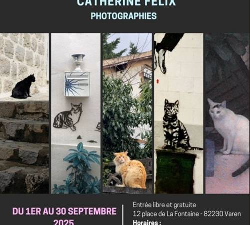 CHATS EN VUES ?