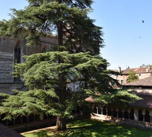 Nos arbres remarquables